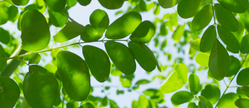 「生命の樹」と呼ばれるモリンガのお茶