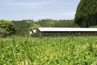 平飼い卵で作られたビオネーズ