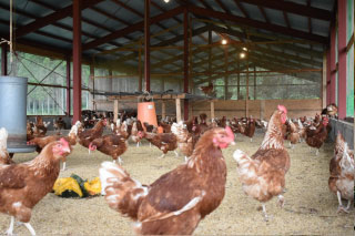 こだわり飼料で育てられた鶏の卵で作られたビオネーズ