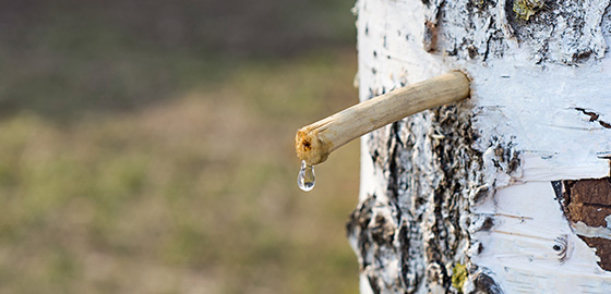 白樺樹液