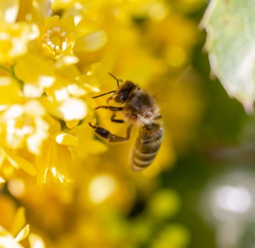 ミツバチが直面している危機と原因について
