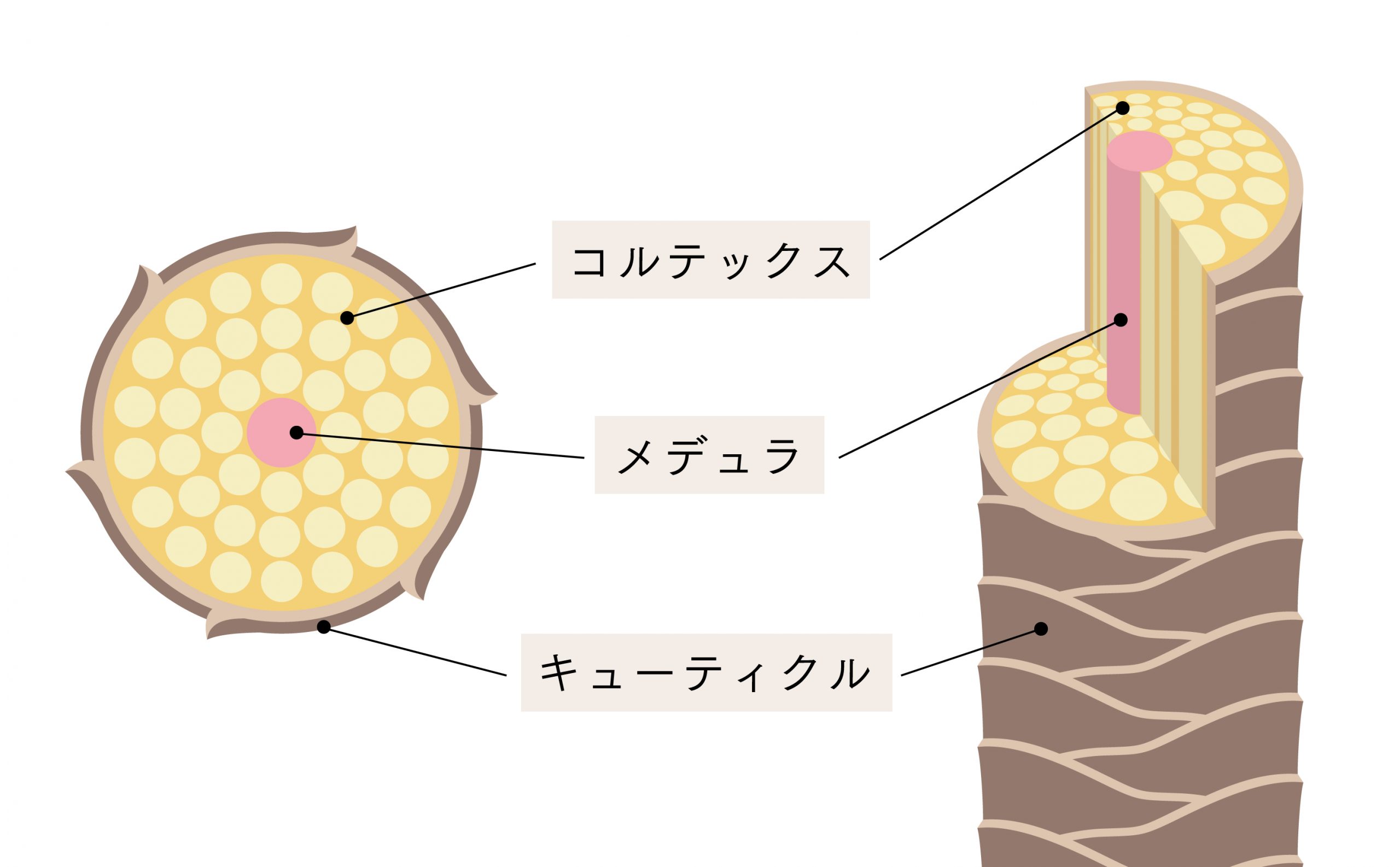 髪の構造