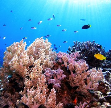 サンゴ礁を守るために、私たちにできること