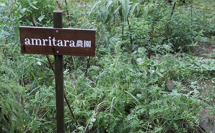 アムリターラ農園（ニガヨモギ）