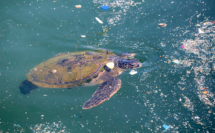 海洋プラスチックごみ問題