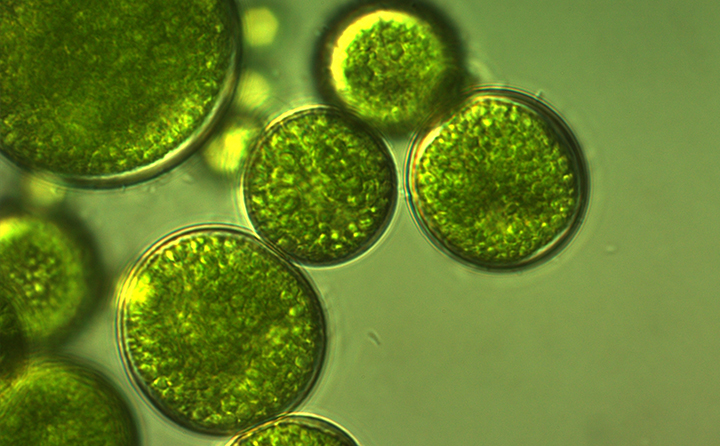 エイジソリューションクリーム リニューアル記念イベントレポート