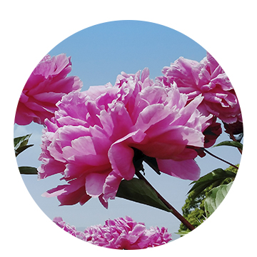 アムリターラユニバース発表会レポート