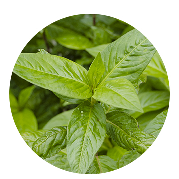 アムリターラユニバース発表会レポート