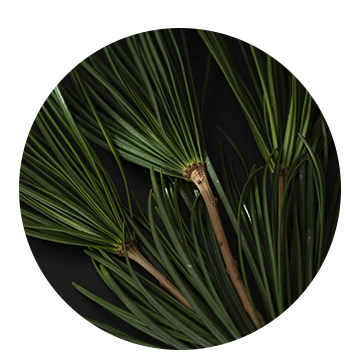 アムリターラユニバース発表会レポート