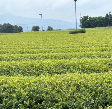 新茶の季節に、心ほどける一服の贅沢
