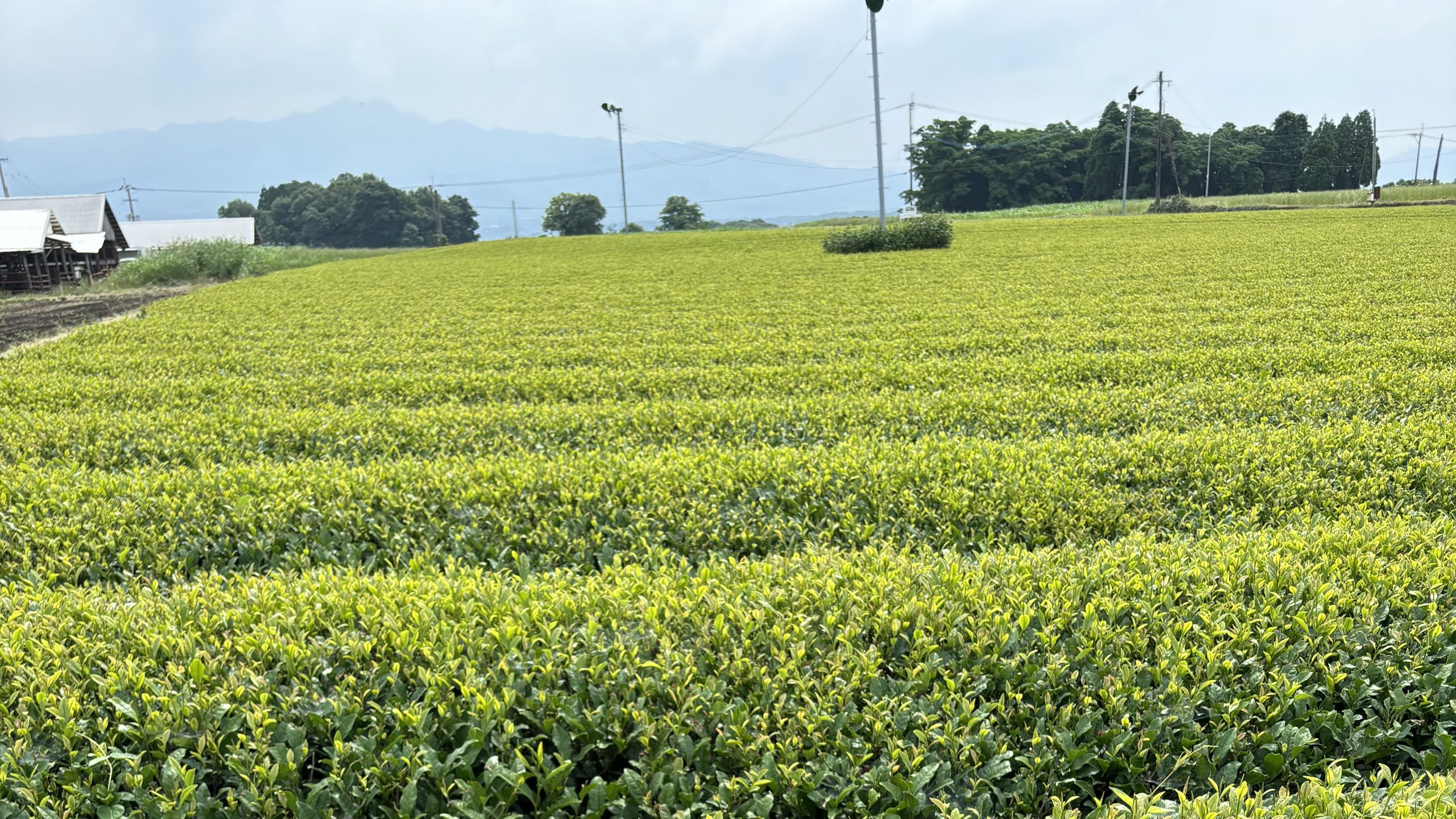 新茶の季節に、心ほどける一服の贅沢
