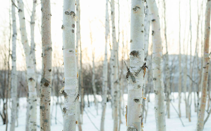 ホワイトバーチモイストウォーター開発ストーリー