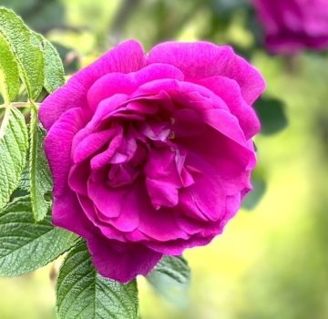 日本原種の薔薇「ハマナス」の素朴さや透明感を肌に