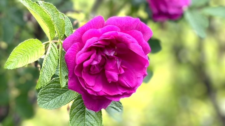 日本原種の薔薇「ハマナス」の素朴さや透明感を肌に